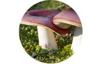 Haaparousku
